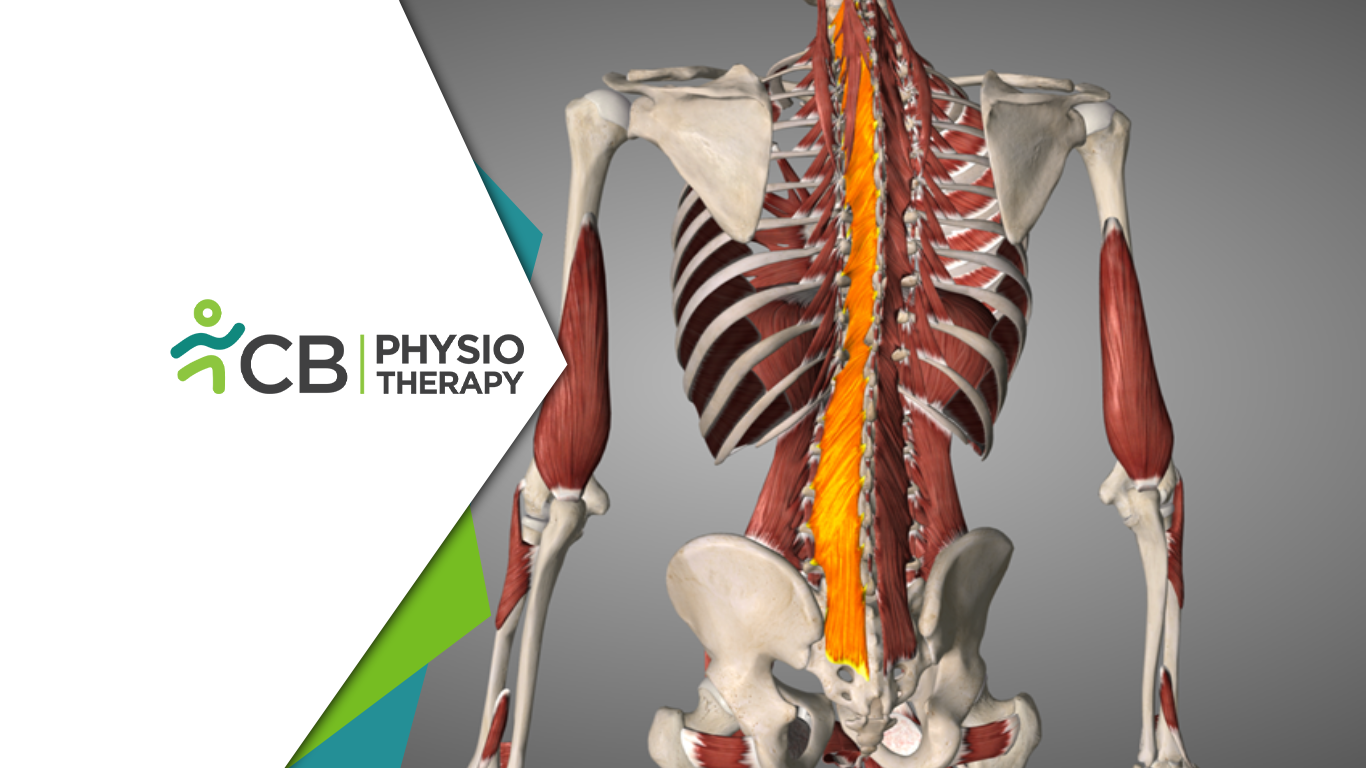 Deep Multifidus Stiffness In Athletes | Fixing Chronic Low Back Pain With Physiotherapy