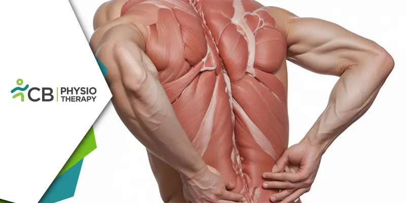 Understanding The Link Between Muscle Weakness And Joint Pain | The Essential Role Of Physiotherapy